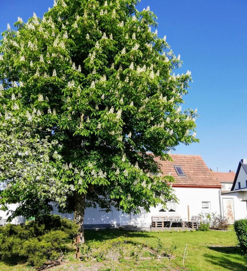 Ferienwohnung Lodig Gross Sarchen ภายนอก รูปภาพ